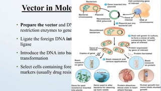 • Prepare the vector and DNA to be cloned by digestion with
restriction enzymes to generate complementary ends.
• Ligate the foreign DNA into the vector with the enzyme DNA
ligase
• Introduce the DNA into bacterial cells (or yeast cells for YACs) by
transformation
• Select cells containing foreign DNA by screening for selectable
markers (usually drug resistance).
Vector in Molecular Gene Cloning
 