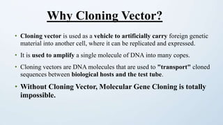 • Cloning vector is used as a vehicle to artificially carry foreign genetic
material into another cell, where it can be replicated and expressed.
• It is used to amplify a single molecule of DNA into many copes.
• Cloning vectors are DNA molecules that are used to "transport" cloned
sequences between biological hosts and the test tube.
• Without Cloning Vector, Molecular Gene Cloning is totally
impossible.
Why Cloning Vector?
 