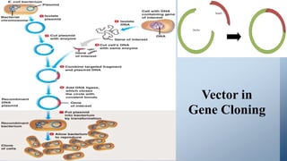 Vector in
Gene Cloning
 