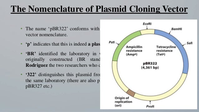 cloning vector cloning vector