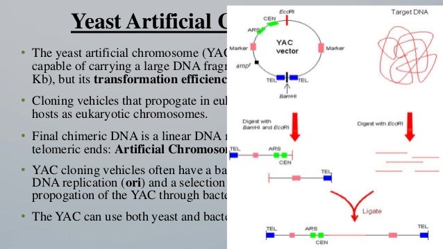 Cloning vector