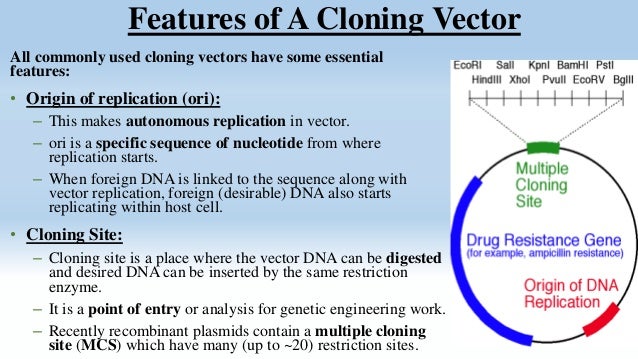 cloning vector cloning vector