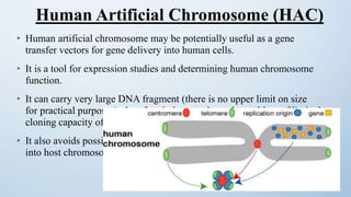 • Human artificial chromosome may be potentially useful as a gene
transfer vectors for gene delivery into human cells.
• It is a tool for expression studies and determining human chromosome
function.
• It can carry very large DNA fragment (there is no upper limit on size
for practical purposes), therefore it does not have the problem of limited
cloning capacity of other vectors.
• It also avoids possible insertional mutagenesis caused by integration
into host chromosomes by viral vector.
Human Artificial Chromosome (HAC)
 