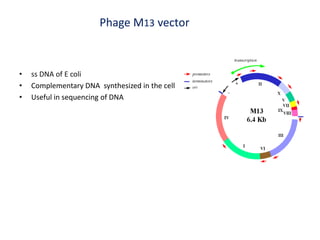 Phage M13 vector
• ss DNA of E coli
• Complementary DNA synthesized in the cell
• Useful in sequencing of DNA
 