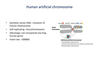 Human artificial chromosome
• Synthetic vector DNA , character of
human chromosome
• Self replicating microchromosome
• Advantage :can incorporate too long
human genes
• Insert size >2000kb
 
