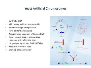 Yeast Artificial Chromosomes
• Synthetic DNA
• YAC cloning vehicles are plasmids
• Telomere-origin of replication
• Have ori for bacteria also
• Accepts large fragment of human DNA
• Final chimeric DNA is a linear DNA
molecule with telomeric ends
• Large capacity vectors 200-2000Kbp
• Yeast & bacteria as host
• Cloning efficiency is low
 