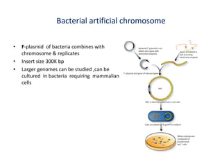 Bacterial artificial chromosome
• F-plasmid of bacteria combines with
chromosome & replicates
• Insert size 300K bp
• Larger genomes can be studied ,can be
cultured in bacteria requiring mammalian
cells
 