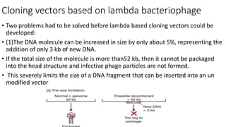 Cloning vectors based on lambda bacteriophage
• Two problems had to be solved before lambda based cloning vectors could be
developed:
• (1)The DNA molecule can be increased in size by only about 5%, representing the
addition of only 3 kb of new DNA.
• If the total size of the molecule is more than52 kb, then it cannot be packaged
into the head structure and infective phage particles are not formed.
• This severely limits the size of a DNA fragment that can be inserted into an un
modified vector
 