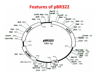 Features of pBR322
 