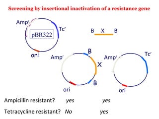 Ampicillin resistant? yes yes
Tetracycline resistant? No yes
B X B
B
B
X
Ampr
ori
Ampr
Tcr
ori
pBR322
Ampr Tcr
ori
Screening by insertional inactivation of a resistance gene
 