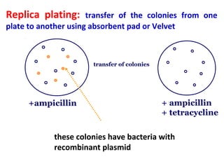 Replica plating: transfer of the colonies from one
plate to another using absorbent pad or Velvet
transfer of colonies
+ampicillin + ampicillin
+ tetracycline
these colonies have bacteria with
recombinant plasmid
 