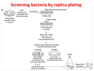 Screening bacteria by replica plating
 