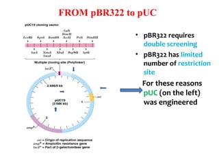 FROM pBR322 to pUC
• pBR322 requires
double screening
• pBR322 has limited
number of restriction
site
For these reasons
pUC (on the left)
was engineered
 