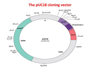The pUC18 cloning vector
 