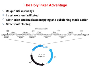 The Polylinker Advantage
 Unique sites (usually)
 Insert excision facilitated
 Restriction endonuclease mapping and Subcloning made easier
 Directional cloning
 