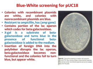Blue-White screening for pUC18
• Colonies with recombinant plasmids
are white, and colonies with
nonrecombinant plasmids are blue.
• Resistant to ampicillin, has (ampr
gene)
• Contains portion of the lac operon
which codes for beta-galactosidase.
• X-gal is a substrate of beta-
galactosidase and turns blue in the
presence of functional beta-
galactosidase is added to the medium.
• Insertion of foreign DNA into the
polylinker disrupts the lac operon,
beta-galactosidase becomes non-
functional and the colonies fail to turn
blue, but appear white.
 