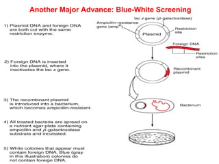Another Major Advance: Blue-White Screening
 