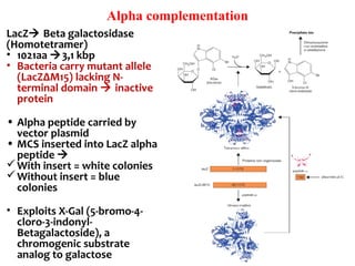Alpha complementation
LacZ Beta galactosidase
(Homotetramer)
• 1021aa 3,1 kbp
• Bacteria carry mutant allele
(LacZΔM15) lacking N-
terminal domain  inactive
protein
• Alpha peptide carried by
vector plasmid
• MCS inserted into LacZ alpha
peptide 
With insert = white colonies
Without insert = blue
colonies
• Exploits X-Gal (5-bromo-4-
cloro-3-indonyl-
Betagalactoside), a
chromogenic substrate
analog to galactose
 