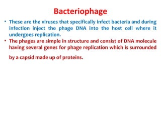 Bacteriophage
• These are the viruses that specifically infect bacteria and during
infection inject the phage DNA into the host cell where it
undergoes replication.
• The phages are simple in structure and consist of DNA molecule
having several genes for phage replication which is surrounded
by a capsid made up of proteins.
 