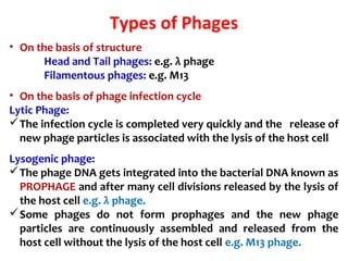 Types of Phages
• On the basis of structure
Head and Tail phages: e.g. λ phage
Filamentous phages: e.g. M13
• On the basis of phage infection cycle
Lytic Phage:
The infection cycle is completed very quickly and the release of
new phage particles is associated with the lysis of the host cell
Lysogenic phage:
The phage DNA gets integrated into the bacterial DNA known as
PROPHAGE and after many cell divisions released by the lysis of
the host cell e.g. λ phage.
Some phages do not form prophages and the new phage
particles are continuously assembled and released from the
host cell without the lysis of the host cell e.g. M13 phage.
 