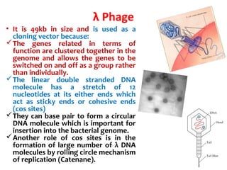 λ Phage
• It is 49kb in size and is used as a
cloning vector because:
The genes related in terms of
function are clustered together in the
genome and allows the genes to be
switched on and off as a group rather
than individually.
The linear double stranded DNA
molecule has a stretch of 12
nucleotides at its either ends which
act as sticky ends or cohesive ends
(cos sites)
They can base pair to form a circular
DNA molecule which is important for
insertion into the bacterial genome.
Another role of cos sites is in the
formation of large number of λ DNA
molecules by rolling circle mechanism
of replication (Catenane).
 