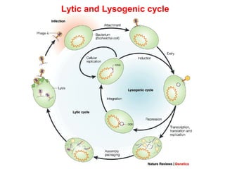 Lytic and Lysogenic cycle
 