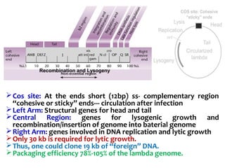 Recombination and Lysogeny
Cos site: At the ends short (12bp) ss- complementary region
“cohesive or sticky” ends--- circulation after infection
Left Arm: Structural genes for head and tail
Central Region: genes for lysogenic growth and
recombination/insertion of genome into baterial genome
Right Arm: genes involved in DNA replication and lytic growth
Only 30 kb is required for lytic growth.
Thus, one could clone 19 kb of “foreign” DNA.
Packaging efficiency 78%-105% of the lambda genome.
 