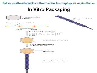But bacterial transformation with recombiant lambda phages is very ineffective
In Vitro Packaging
 