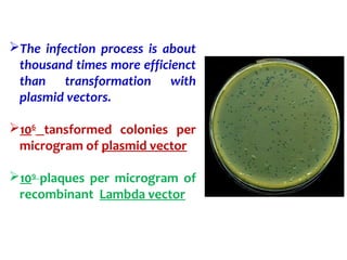 The infection process is about
thousand times more efficienct
than transformation with
plasmid vectors.
106
tansformed colonies per
microgram of plasmid vector
109
plaques per microgram of
recombinant Lambda vector
 
