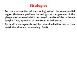 Strategies
• For the construction of the cloning vector, the non-essential
region (between positions 20 and 35) in the genome of the
phage was removed which decreased the size of the molecule
by 15kb. Thus, upto 18kb of new DNA can be inserted
• By in vitro mutagenesis and by natural selection one or two
restriction sites are removed e.g. EcoR1.
 