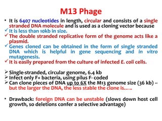 M13 Phage
• It is 6407 nucleotides in length, circular and consists of a single
stranded DNA molecule and is used as a cloning vector because
It is less than 10kb in size.
The double stranded replicative form of the genome acts like a
plasmid.
Genes cloned can be obtained in the form of single stranded
DNA which is helpful in gene sequencing and in vitro
mutagenesis.
It is easily prepared from the culture of infected E. coli cells.
Single-stranded, circular genome, 6.4 kb
Infect only F+ bacteria, using pilus F- coded
Can clone pieces of DNA up to 6X the M13 genome size (36 kb) --
but the larger the DNA, the less stable the clone is…..
• Drawback: foreign DNA can be unstable (slows down host cell
growth, so deletions confer a selective advantage)
 