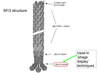 M13 structure
Used in
‘phage
display’
techniques
 