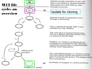 M13 life
cycle: an
overview
ss
ss
ds
Isolate for cloning
 