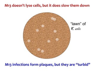 M13 doesn’t lyse cells, but it does slow them down
M13 infections form plaques, but they are “turbid”
“lawn” of
E. coli
 