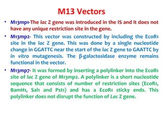 M13 Vectors
• M13mp1-The lac Z gene was introduced in the IS and it does not
have any unique restriction site in the gene.
• M13mp2- This vector was constructed by including the EcoR1
site in the lac Z gene. This was done by a single nucleotide
change in GGATTC near the start of the lac Z gene to GAATTC by
in vitro mutagenesis. The β-galactosidase enzyme remains
functional in the vector.
• M13mp7- It was formed by inserting a polylinker into the EcoR1
site of lac Z gene of M13mp2. A polylinker is a short nucleotide
sequence that consists of number of restriction sites (EcoR1,
BamH1, Sal1 and Pst1) and has a EcoR1 sticky ends. This
polylinker does not disrupt the function of Lac Z gene.
 