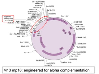 M13 mp18: engineered for alpha complementation
 