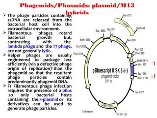 Phagemids/Phasmids: plasmid/M13
hybrids The phage particles containing
ssDNA are released from the
bacterial host cell into the
extracellular environment.
 Filamentous phages retard
bacterial growth but,
contrasting with the
lambda phage and the T7 phage,
are not generally lytic.
 Helper phages are usually
engineered to package less
efficiently (via a defective phage
origin of replication)
than the
phagemid so that the resultant
phage particles contain
predominantly phagemid DNA.
 F1 Filamentous phage infection
requires the presence of a pilus
so only bacterial hosts
containing the F-plasmid or its
derivatives can be used to
generate phage particles.
 