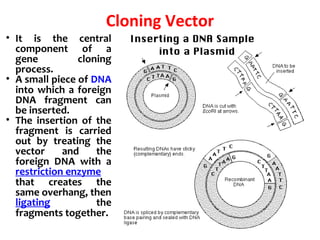 Cloning Vector
• It is the central
component of a
gene cloning
process.
• A small piece of DNA
into which a foreign
DNA fragment can
be inserted.
• The insertion of the
fragment is carried
out by treating the
vector and the
foreign DNA with a
restriction enzyme
that creates the
same overhang, then
ligating the
fragments together.
 
