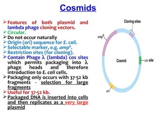 Features  of  both  plasmid  and 
lambda phage cloning vectors.
Circular.
Do not occur naturally
Origin (ori) sequence for E. coli.
Selectable marker, e.g. ampR
.
Restriction sites (for cloning).
Contain Phage λ (lambda) cos sites 
which  permits  packaging  into  λ 
phage  heads  and  therefore 
introduction to E. coli cells.
Packaging only occurs with 37-52 kb 
fragments  -  selection  for  large 
fragments
Useful for 37-52 kb.
Packaged DNA is inserted into cells 
and  then  replicates  as  a  very  large 
plasmid
Cosmids
 