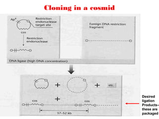 Cloning in a cosmid
Desired
ligation
Products--
these are
packaged
 