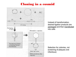 Cloning in a cosmid
Instead of transformation,
desired ligation products are
packaged and then transfected
into cells
Selection for colonies, not
screening of plaques (not
infectious)
 