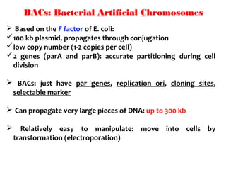 BACs: Bacterial Artificial Chromosomes
 Based on the F factor of E. coli:
100 kb plasmid, propagates through conjugation
low copy number (1-2 copies per cell)
2  genes  (parA  and  parB):  accurate  partitioning  during  cell 
division
  BACs:  just  have  par  genes,  replication  ori,  cloning  sites, 
selectable marker
 Can propagate very large pieces of DNA: up to 300 kb
  Relatively  easy  to  manipulate:  move  into  cells  by 
transformation (electroporation)
 