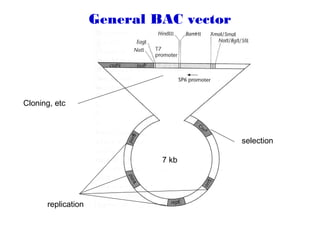 General BAC vector
replication
selection
Cloning, etc
7 kb
 