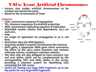 • Vectors  that  enable  artificial  chromosomes  to  be 
created and cloned into yeast.
• Based on the chromosome of Yeast
Features:
• CEN1, centromere sequencesegregation
• TEL, telomere sequencesextremity protection
• ARS1, autonomous replicating sequencereplication
• Selectable  marker  (amino  acid  dependence,  etc.)  on 
each arm.
• Amp
• ori,  origin  of  replication  for  propagation  in  an  E. coli 
host.
• Restriction sites (for DNA ligation).
• Acquiring 150kbp it acquires chromosome like features
• SUP4 gene, a suppressor tRNA gene which overcomes 
the  effect  of  the  ade-2  ochre  mutation  and  restores 
wild-type activity, resulting in colorless colonies. 
• The host cells are also designed to have recessive  trp1 
and  ura3  alleles  which  can  be  complemented  by  the 
corresponding  TRP1  and  URA3  alleles  in  the  vector, 
providing  a  selection  system  for  identifying  cells 
containing the YAC vector. 
• Useful for cloning very large DNA fragments up to 500 
kb; useful for very large DNA fragments.
YACs: Yeast Artificial Chromosomes
 