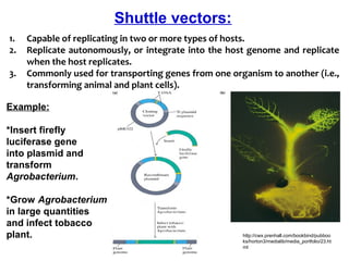 1. Capable of replicating in two or more types of hosts.
2. Replicate autonomously, or integrate into the host genome and replicate 
when the host replicates.
3. Commonly used for transporting genes from one organism to another (i.e., 
transforming animal and plant cells).
http://cwx.prenhall.com/bookbind/pubboo
ks/horton3/medialib/media_portfolio/23.ht
ml
Example:
*Insert firefly
luciferase gene
into plasmid and
transform
Agrobacterium.
*Grow Agrobacterium
in large quantities
and infect tobacco
plant.
Shuttle vectors:
 