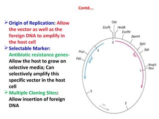 Contd….
Origin of Replication: Allow
the vector as well as the
foreign DNA to amplify in
the host cell
Selectable Marker:
Antibiotic resistance genes-
Allow the host to grow on
selective media; Can
selectively amplify this
specific vector in the host
cell
Multiple Cloning Sites:
Allow insertion of foreign
DNA
 