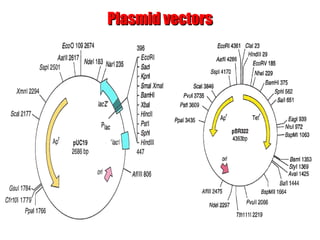 Plasmid vectorsPlasmid vectors
 