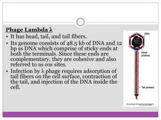 Phage Lambda λ
 It has head, tail, and tail fibers.
 Its genome consists of 48.5 kb of DNA and 12
bp ss DNA which comprise of sticky ends at
both the terminals. Since these ends are
complementary, they are cohesive and also
referred to as cos sites.
 Infection by λ phage requires adsorption of
tail fibers on the cell surface, contraction of
the tail, and injection of the DNA inside the
cell.
 