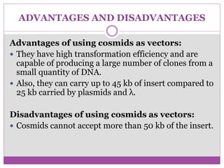 ADVANTAGES AND DISADVANTAGES
Advantages of using cosmids as vectors:
 They have high transformation efficiency and are
capable of producing a large number of clones from a
small quantity of DNA.
 Also, they can carry up to 45 kb of insert compared to
25 kb carried by plasmids and λ.
Disadvantages of using cosmids as vectors:
 Cosmids cannot accept more than 50 kb of the insert.
 