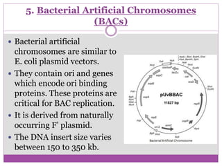 5. Bacterial Artificial Chromosomes
(BACs)
 Bacterial artificial
chromosomes are similar to
E. coli plasmid vectors.
 They contain ori and genes
which encode ori binding
proteins. These proteins are
critical for BAC replication.
 It is derived from naturally
occurring F’ plasmid.
 The DNA insert size varies
between 150 to 350 kb.
 